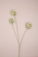Scabiosa Seed Green Flower