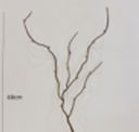 Small Dragon Willow Branches
