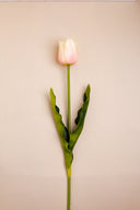 Tulip Pink flower
