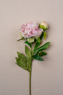 Pink Peony long flower
