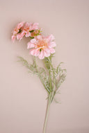 Scabiosa Pink Flower