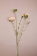 Autum poppy flower champagne