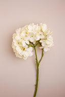 Peach Hydrangea