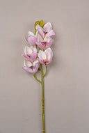 Cymbidium Orchid flower Pink
