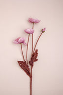 Pink Poppy Flower