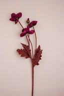 Purple Poppy Flower