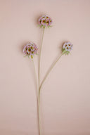 Starflower Lavender