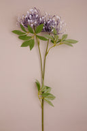 Purple Spider Flower