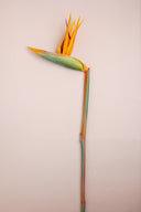 Bird of Paradise