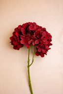 Hydrangea Red