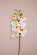 White Orchid Stem