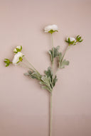 Ranunculus Stem White