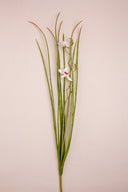 Reticulate White Orchid