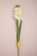 White Tuberose