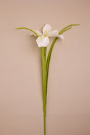 Amaryllis White