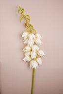 Long Lily White