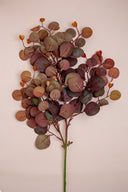 Eucalyptus Leaves Dark