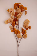 Eucalyptus Leaves Light