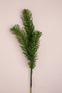 Pine Needle Branch