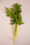 Philodendron Plant Green