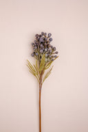 Silver Brunia Berry