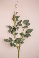 Rose Leaves