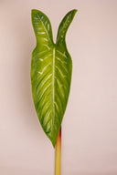 Long Green Anthurium Leaf