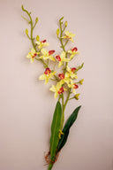 Orchid Wine Bright Yellow