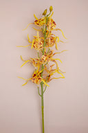 Spider Orchid Yellow