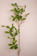 Gardenia Green Leaves