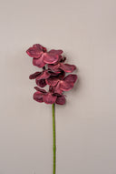 Wine Red Orchid Stem