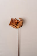 Dried Lotus Flower