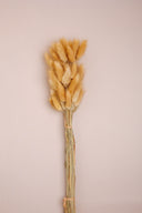 Pampas Grass