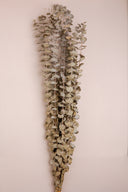 Ecualyptus Stems