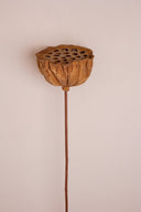 Dried Lotus Pods Large