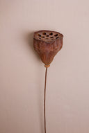 Dried Lotus Pods Medium