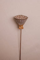 Dried Lotus Pods X Small