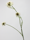 Pincushion Flower