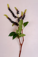 Pokeweed Plant