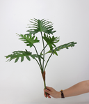 Philodendron Plant Green