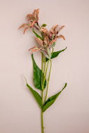 Purple Shaded Lily Stem