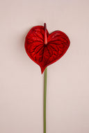 Red Anthurium Flower