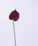 Red Anthurium Flower Small