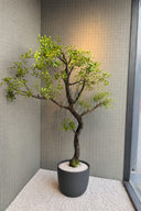 Small Olive Branch Tree