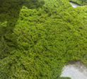 Floor Grass